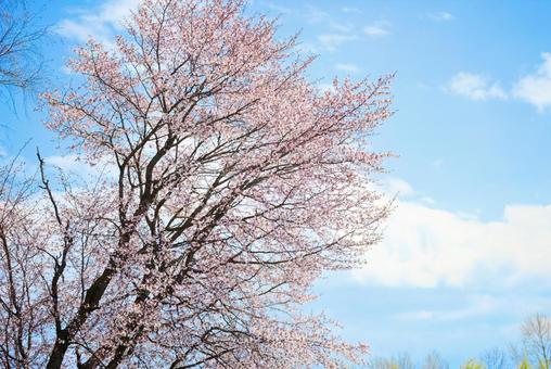 桜と青空 桜,花,春の写真素材