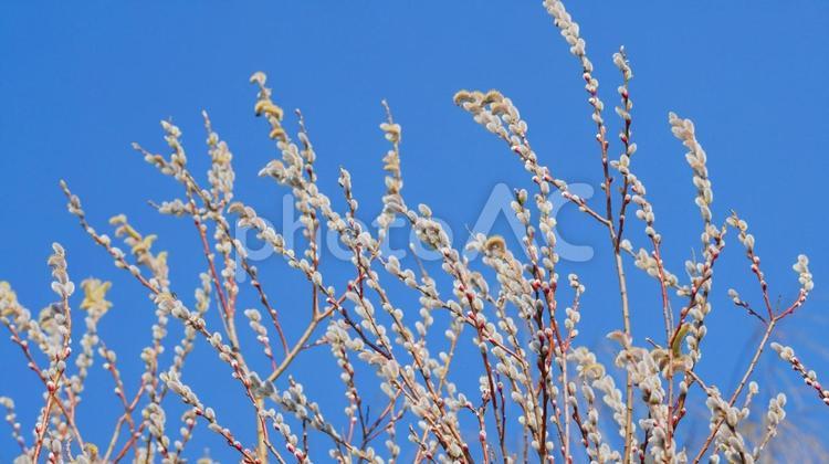 ふんわりふわふわネコヤナギ ネコヤナギ,花穂,白の写真素材