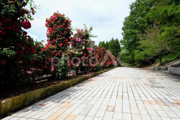 播磨中央公園　ばら園 ばら,バラ,薔薇の写真素材