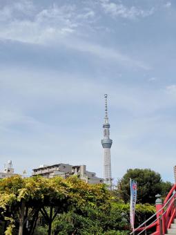 秋の亀戸天神・スカイツリー＆紅葉・江東区 秋,東京スカイツリー,亀戸天神の写真素材