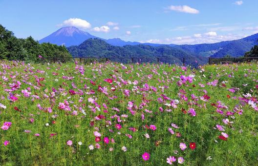 コスモス畑と大山遠景/とっとり花回廊 コスモス畑と大山遠景/とっとり花回廊の写真