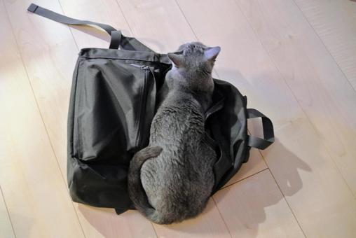 Photo, russian blue, cat, ruck sack, 