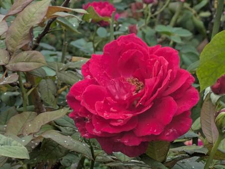 薔薇 薔薇の写真