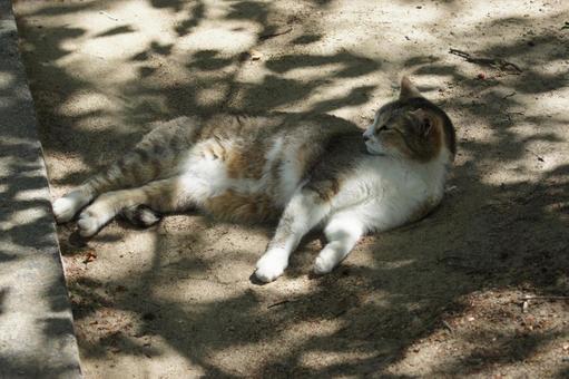ねこ ねこの写真