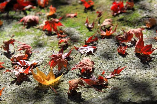 Falling autumn leaves-2, JPG