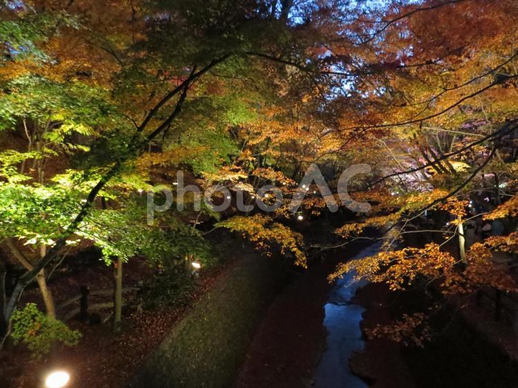 小川ともみじ ライトアップ,夕暮れ,小川の写真素材