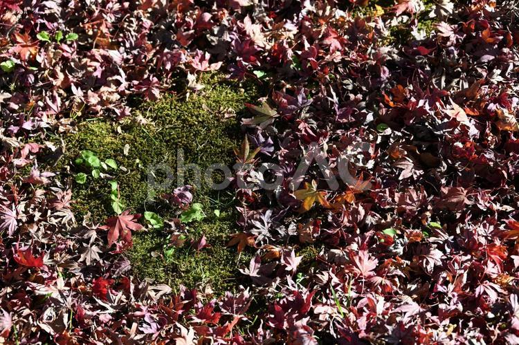 落ち葉・紅葉・秋のイメージ：背景素材テクスチャ 落ち葉,紅葉,秋の写真素材