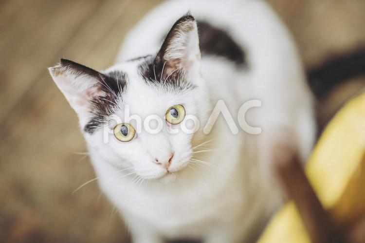 カメラを見つめる猫 猫,ネコ,ペットの写真素材