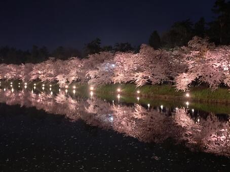 弘前城の桜 桜,弘前城,春の写真素材