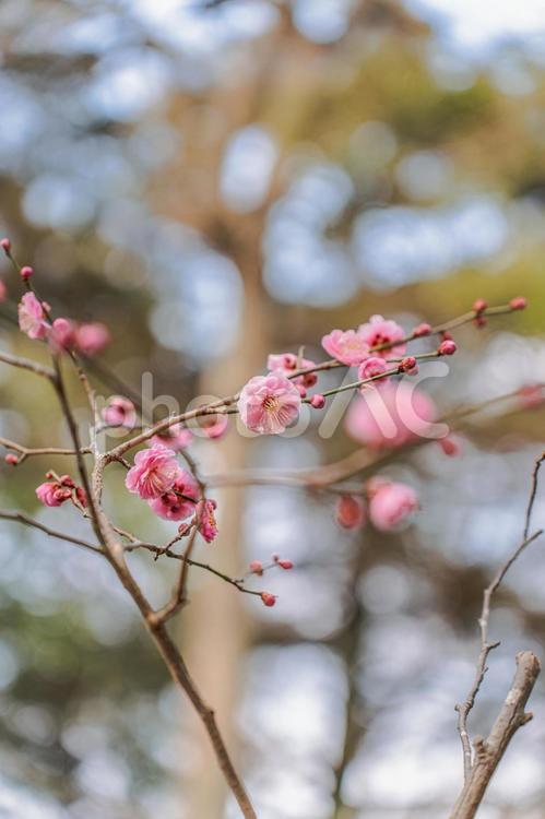 倉敷で梅の花見つけた 花,梅,梅の木の写真素材