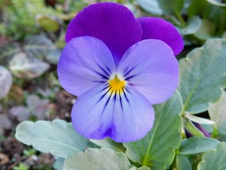 【花の写真】ピオラ ビオラ,三色菫,植物の写真素材