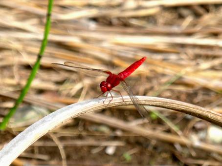 公園の枯れ草に止まるショウジョウトンボ ショウジョウトンボ,蜻蛉,虫の写真素材