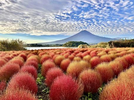 秋色のコキアと富士山 秋色のコキアと富士山 富士山,河口湖,コキアの写真素材