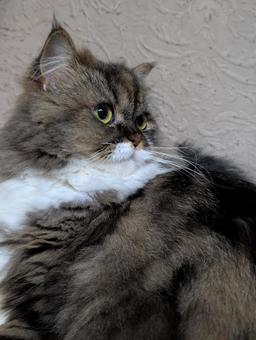 にゃんこ にゃんこ 猫,にゃんこ,もふもふの写真素材