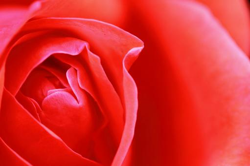 花後, JPG 花後, rose, flower, rose family, JPG