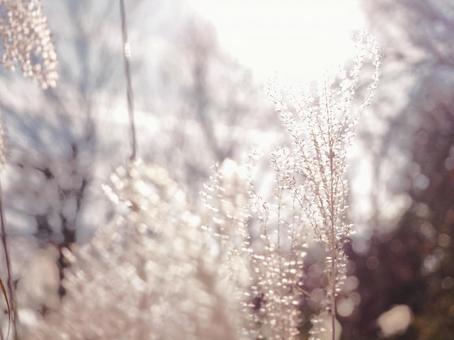 ススキの穂 ススキの穂の写真