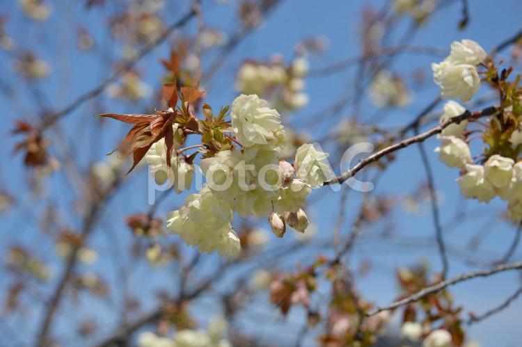 鬱金桜（うこんざくら）黄花の桜 桜,鬱金桜,黄花桜の写真素材
