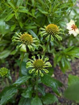 エキナセアの花 14 エキナセアの花 14 エキナセア,花,グリーンの写真素材