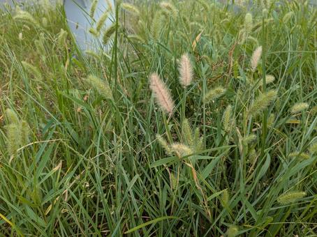 Photo, cat slang, weed, enokorogasa, 