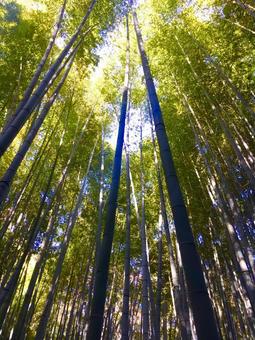 長い竹 長い竹 竹,竹林,日差しの写真素材