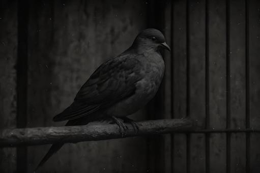 最後のリョコウバトの写真