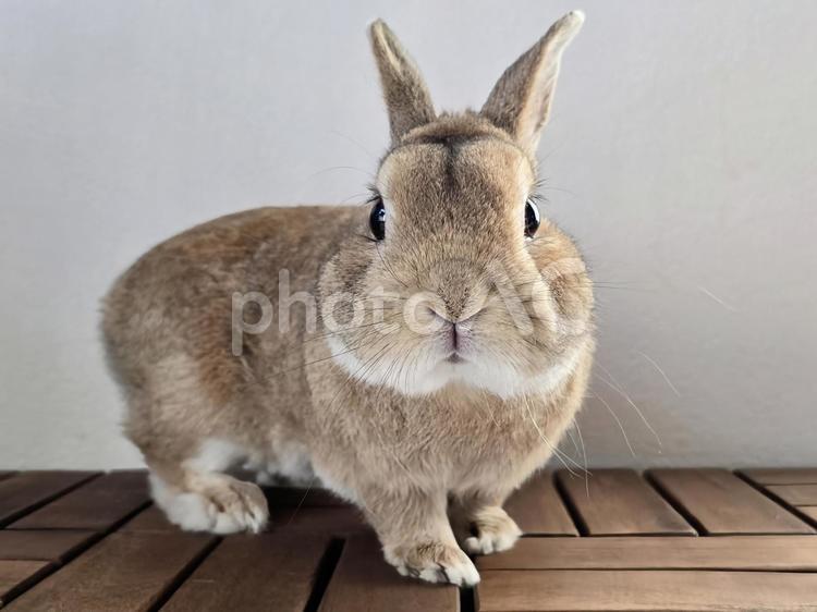 うさぎの正面 うさぎ,ウサギ,草食動物の写真素材