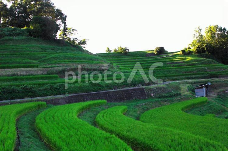 夏の棚田① 棚田,水田,稲の写真素材