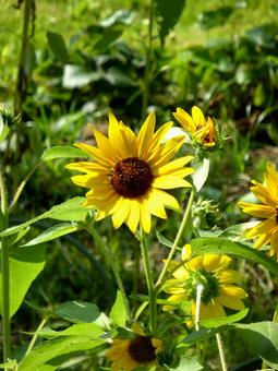 川沿いの花壇に咲くヒマワリ・拡大 ヒマワリ,花,植物の写真素材