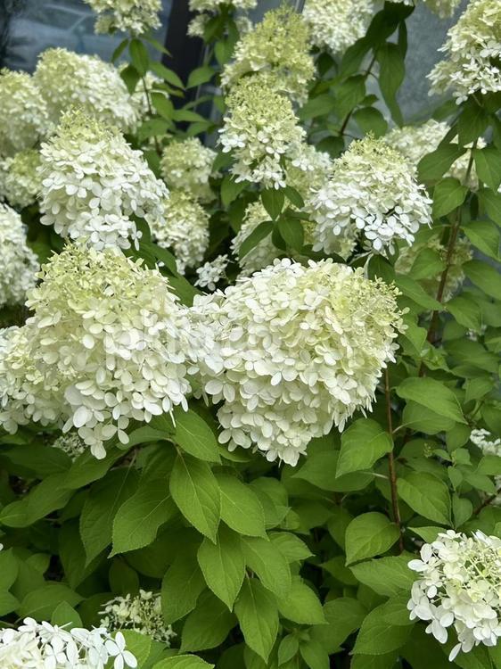生活を彩る世界の花たち（韓国） あじさい,自然,鮮やかの写真素材