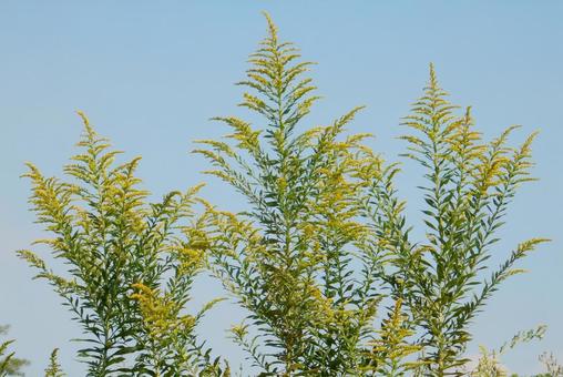 【花の写真】セイタカアワダチソウの写真