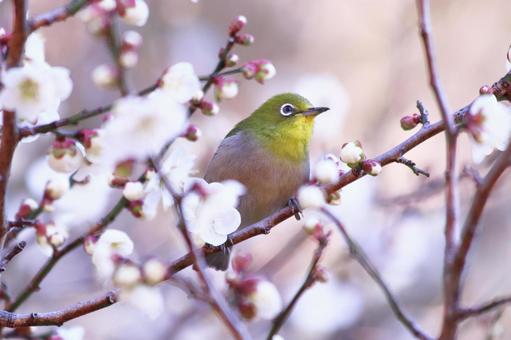 満開の梅の花とメジロ 鳥,メジロ,花の写真素材
