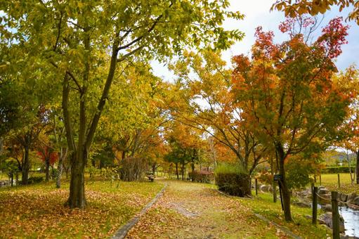 秋イメージ〜秋の自然公園の風景 秋イメージ〜秋の自然公園の風景の写真