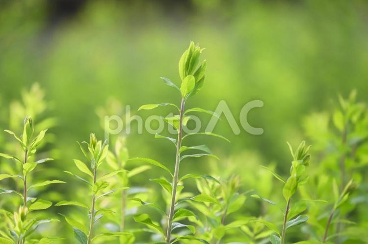 新緑の風景 新緑,初夏,サマータイムの写真素材