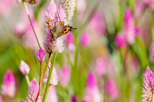 アカタテハ(56) アカタテハ(56)の写真