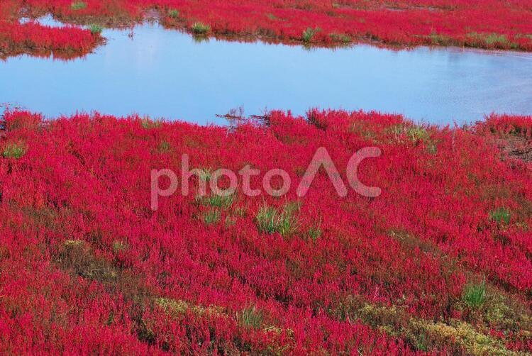 真っ赤に染まったアッケシソウ アッケシソウ,花,満開の写真素材