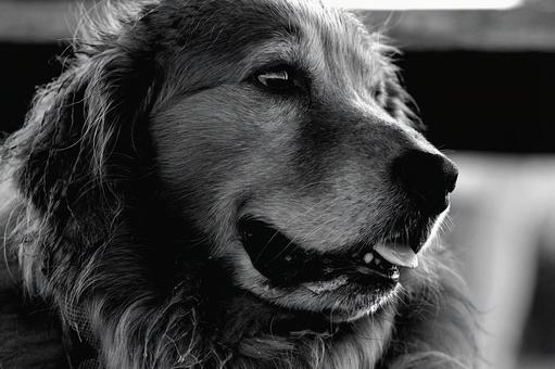 ゴールデンレトリバーのモノクロ写真 ゴールデンレトリバーのモノクロ写真の写真