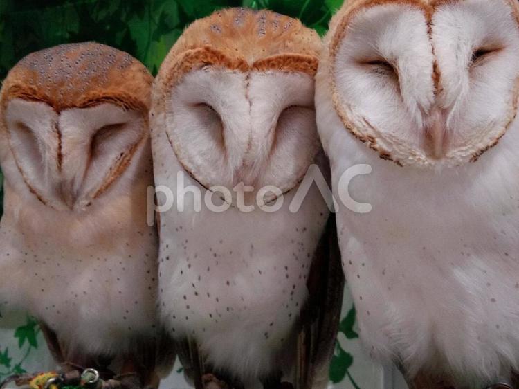 ふくろうたち フクロウ,3匹,眠るの写真素材