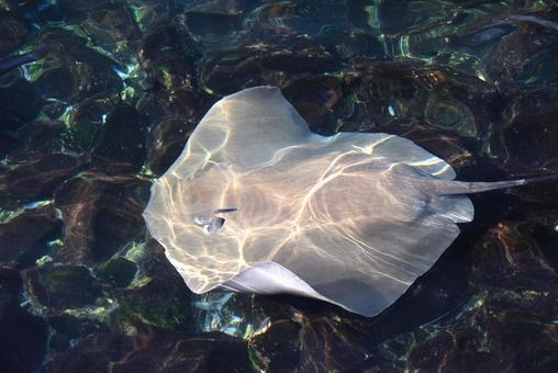 モルディブの海を優雅に泳ぐ野生のエイ エイ,野生,海の写真素材