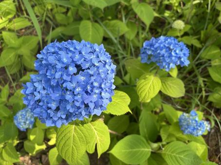 紫陽花 紫陽花の写真