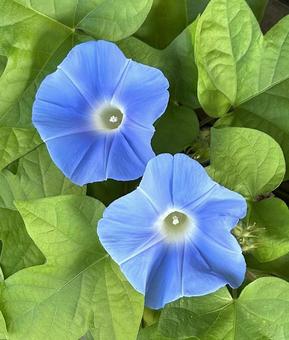 朝顔 朝顔 朝顔,アサガオ,あさがおの写真素材