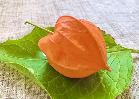 Colored ground cherries 2, JPG Colored ground cherries 2, JPG