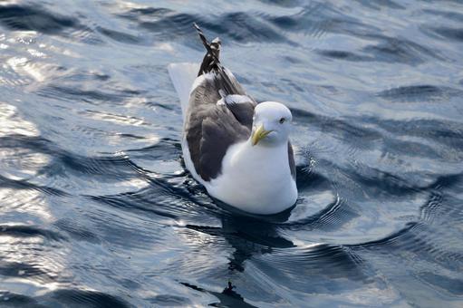 ウミネコ ウミネコ ウミネコ,カモメ,海の写真素材