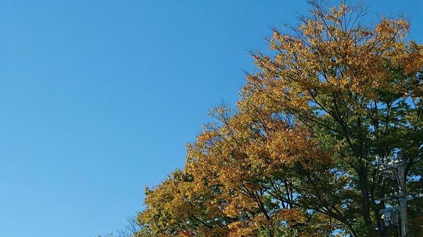 紅葉と青空 紅葉と青空の写真