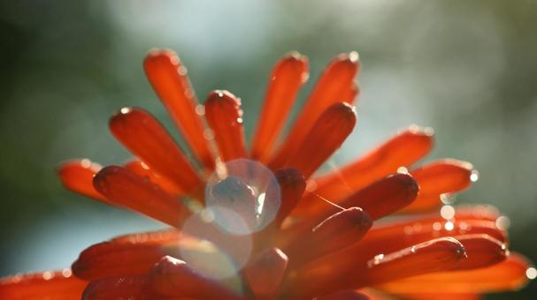 ネイチャーデザイン、花風 ネイチャーデザイン、花風の写真