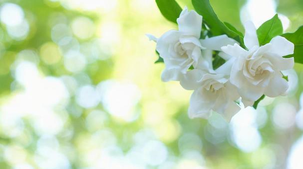 くちなしの花-158 くちなしの花-158の写真