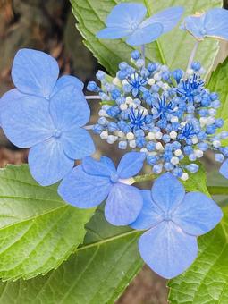 Blue Hydrangea, JPG