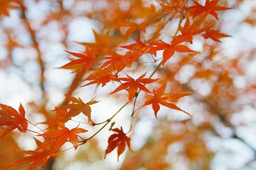 紅葉-129 もみじ,秋色,秋イメージの写真素材