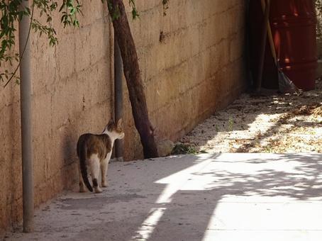 ギリシャ街を歩く猫 ギリシャ街を歩く猫 ギリシャ,猫,道路の写真素材