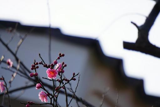Plum blossoms in early spring, JPG