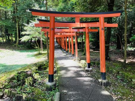Photo, kashihara shrine, kashihara city, nara prefecture, a shrine, 